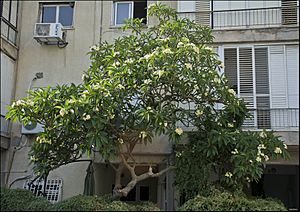 Plumeria-tree-Tel-Aviv-ZE-MK-1