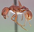 Pogonomyrmex occidentalis casent0005718 profile 1