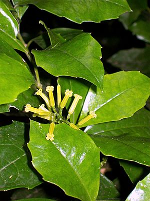 Polyosma cunninghamii flowering