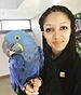 Portrait of ornithologist and science communicator Corina Newsome with Tony, a Hyacinth Macaw.jpg
