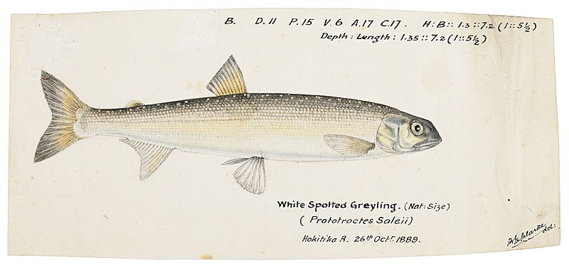 Prototroctes oxyrhynchus