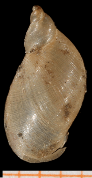 Pseudosuccinea columella shell 4