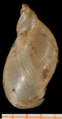 Pseudosuccinea columella shell 4