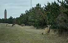 RMSP deer 2013