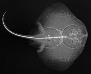 Raja montereyensis X-ray2.jpg