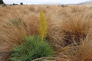 Red Tussock Reserve near The Key, Southland 180016