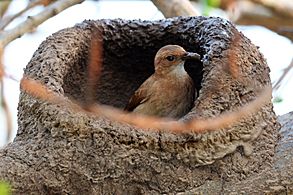 Rufous hornero (Red ovenbird)(Furnarius rufus) and nest