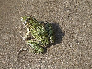 SK Rana pipiens