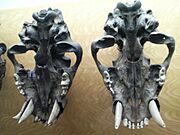 Saber tooth jaws, La Brea tarpits museum, LA