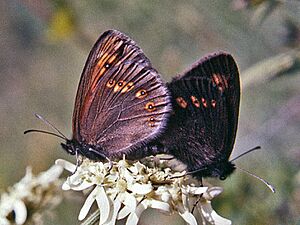 Satyrinae - Erebia alberganus