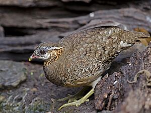 Scaly-breasted Partridge