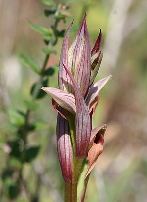 Serapias parviflora-.jpg