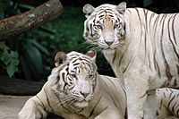 Singapore Zoo Tigers
