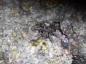 Slate Pencil Urchin
