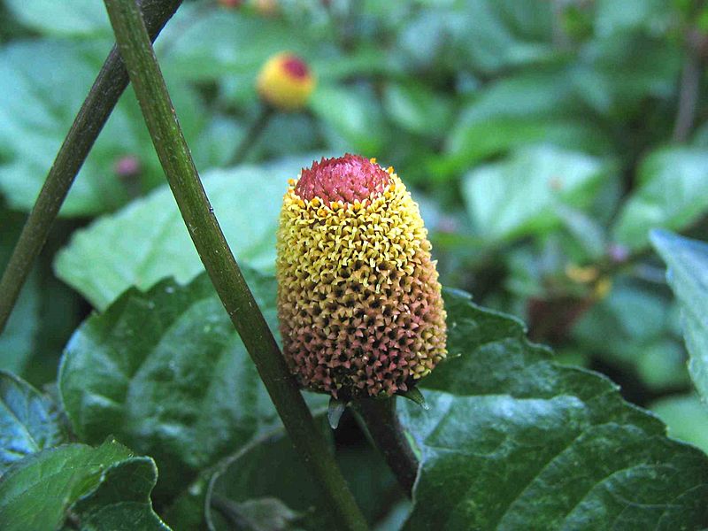Spilanthes-closeup-large