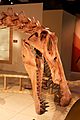 Spinosaurus new skull