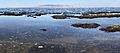 Stromatolites Great Salt Lake