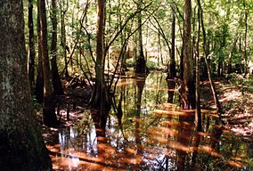 Swamp in Tickfaw State Park Louisiana.jpg