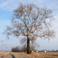 Sycamore in Warren County, Indiana