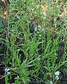 Symphyotrichum tradescantii 91720864