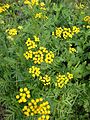 Tanacetum vulgare 20041012 2570