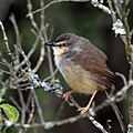 Tawny-flanked prinia (Prinia subflava) immature