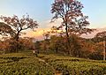 Tea Gardens Dharamshala