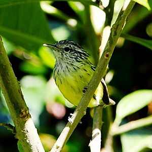 Terenura maculata - Streak-capped antwren (male).JPG