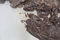 Tylosaurus trachea AMNH