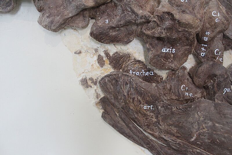 Tylosaurus trachea AMNH