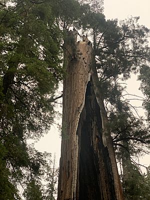 US CA SP Calaveras Big Trees Giant Sequoia burned in 1908