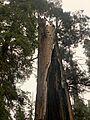 US CA SP Calaveras Big Trees Giant Sequoia burned in 1908