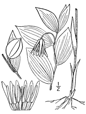 Uvularia puberula BB-1913.png