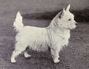 West Highland White Terrier from 1915