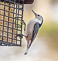 White-breasted nuthatch (31195)