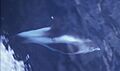 Witsnuitdolfijn - Lagenorhynchus albirostris