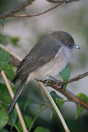 Abyssinian Slaty Flycatcher (Dioptrornis chocolatinus).jpg