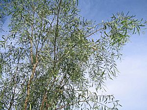 Acacia-salicina-branches3