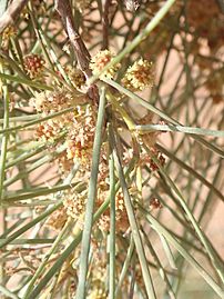 Acacia sericophylla P6130386