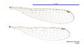 Agriocnemis rubricauda female wings (34441602150)