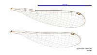 Agriocnemis rubricauda female wings (34441602150)