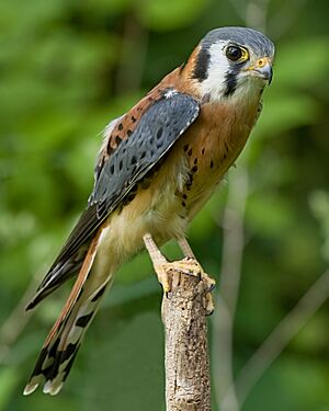 AmericanKestrel02