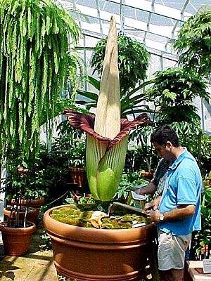 Amorphophallus at Fairchild