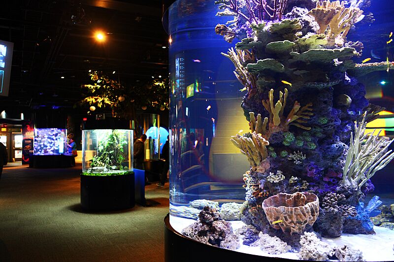 Aquarium Nov 24th, 2013 (11071398235)