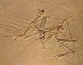 Archaeopteryx bavarica Detail