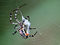 Argiope picta wrapping prey 3836