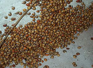 Asian Lady Beetle Cluster