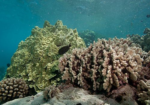 Auliflower coral (Pocillopora meandrina), lobe coral (Porites lobata), and finger coral (Porites compressa) (5762963067)