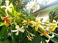 Australian frangipani flowers