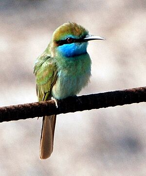 Arabian green bee-eater Facts for Kids